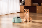 Fuente de agua inalámbrica - gato junto a la fuente verde menta